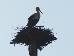 Spain's iconic bird - Stork