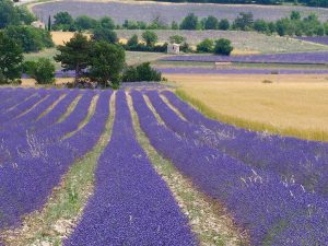 Provence Lavender, France