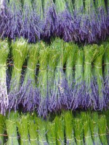 Lavender harvest, Provence, France