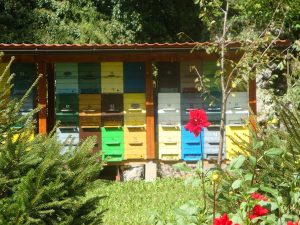 Bee Conservation, Slovenia