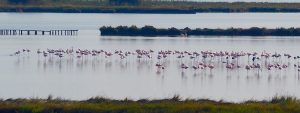 Po Delta Flamingoes, Italy