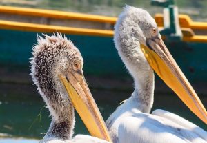 The local pelicans, Kastoria, Greece