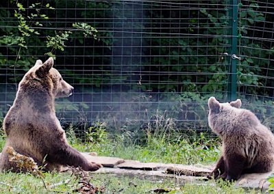 Bear sanctuary, Romania