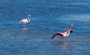Flamingoes, Camargue, France