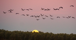 Flamingoes in flight, Fuente de Piedra, Spain