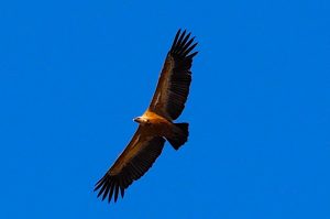 Monfrague Vultures,Monfrague national park, Spain