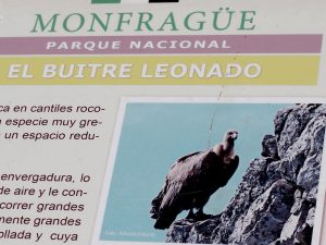 Monfrague Vultures, Spain
