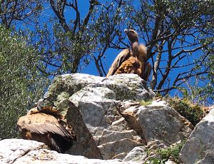 Monfrague Vultures, Spain