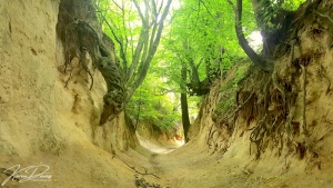 Tree Root Gorge Kazimierz Dolny, Poland