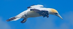 Gannet in flight, Muriwai, New Zealand