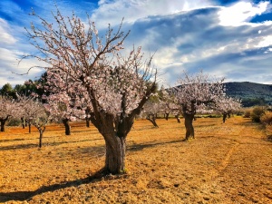 Jalon Almond Tree blossom, Salon valley,Spain