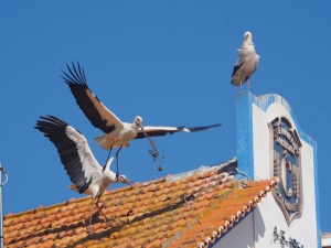 Comporta Storks,Portugal