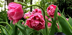 Keukenhof tulips,Lisse,The Netherlands