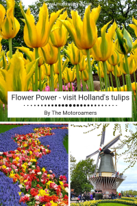 Hollands Tulips, The Netherlands