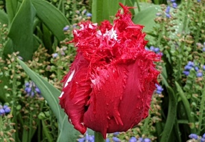 Hollands tulip bulbs,The Netherlands