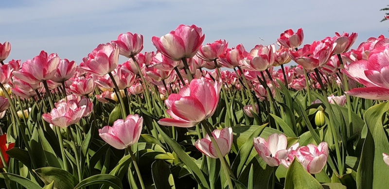 Holland's tulip bulbs, Lisse,The Netherlands