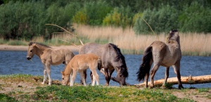 Konik horses at Loevestein, The Netherlands