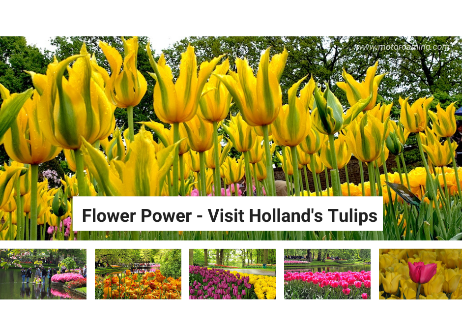 Flower Power – visit Holland’s Tulips