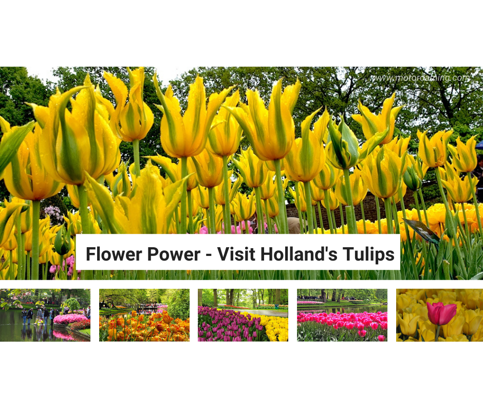 Flower Power Visit Holland S Tulips