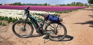 Cycling the tulip fields, Lisse,The Netherlands
