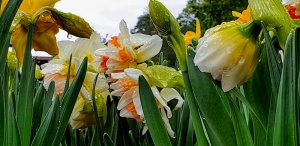 Daffodils in Keukenhof,The Netherlands