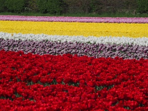 Tulip Fields, Lisse,The Netherlands