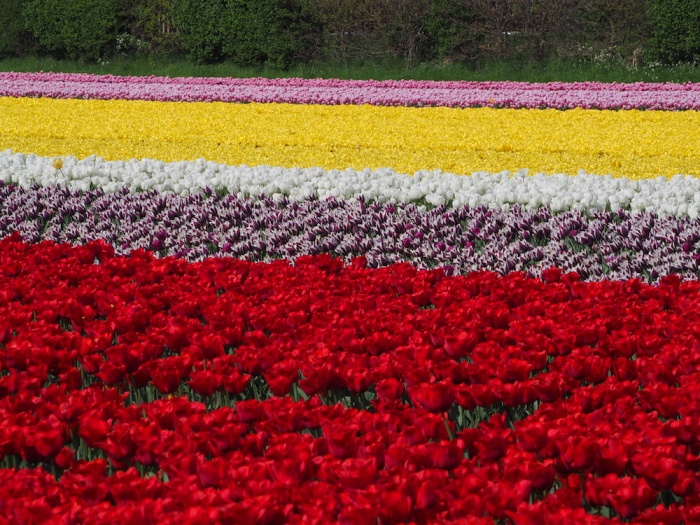 Tulip Fields, Lisse,The Netherlands