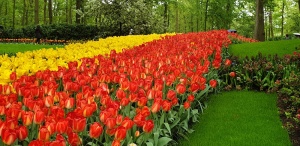 Keukenhof tulips beds,The Netherlands