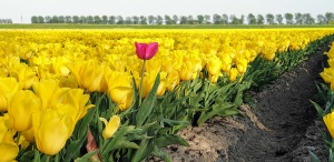 Lone tulip, Lisse, The Netherlands