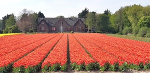 Holland's tulip fields, Lisse,The Netherlands