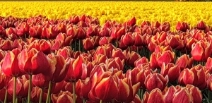 Holland's tulip fields, Lisse, The Netherlands