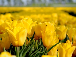 Tulip fields, Holland,The Netherlands