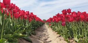 Tulip rows, Lisse,The Netherlands