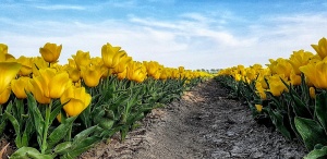 Tulip fields, Lisse,The Netherlands
