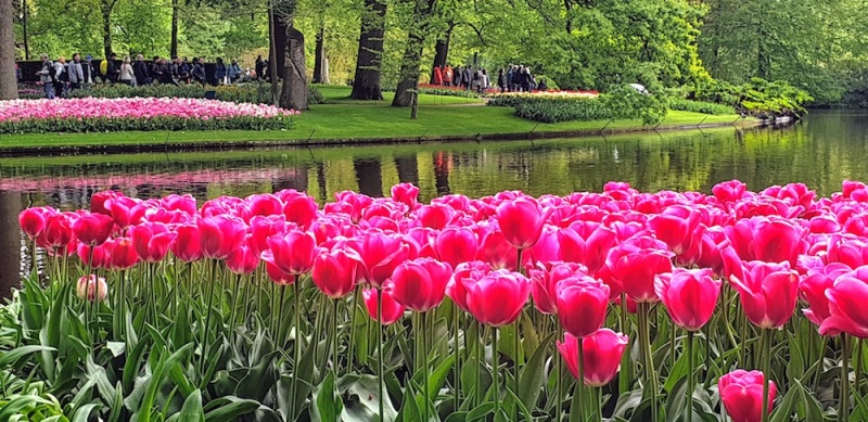 Keukenhof gardens, The Netherlands