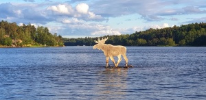Stockholm Moose, Sweden