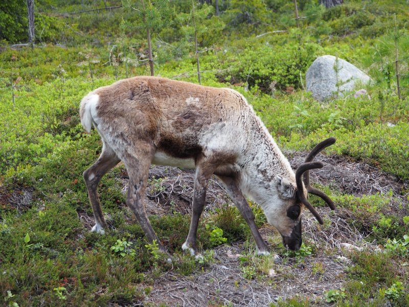 Lapland Reindeer, Sweden