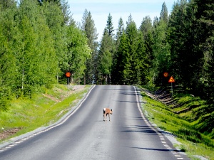 Lapland reindeer, Sweden