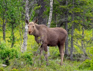 Female moose, Sweden