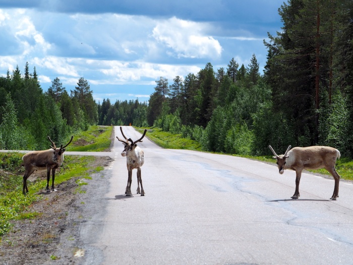 Lapland Reindeer, Sweden