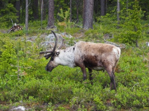 Lapland reindeer, Sweden