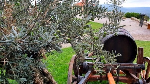 Olive Trees, Slovene Riviera