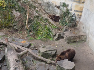 Cesky Krumlov Captive Bears