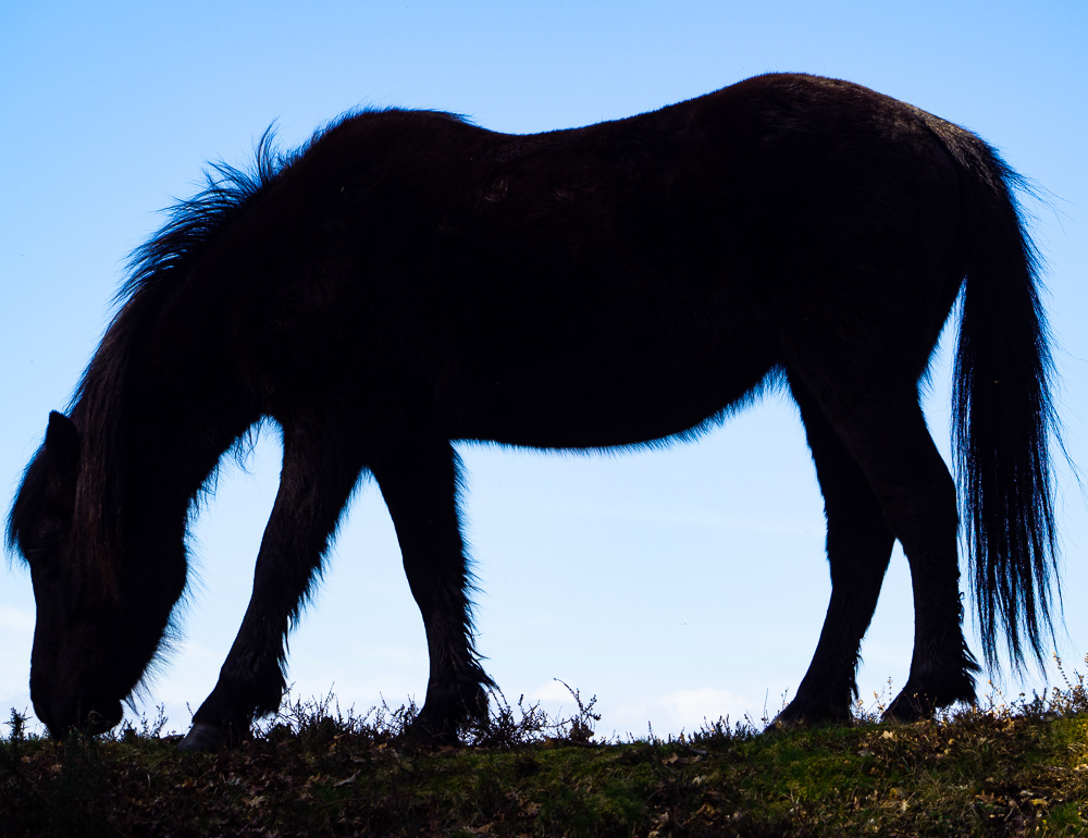 New Forest pony in silhouette