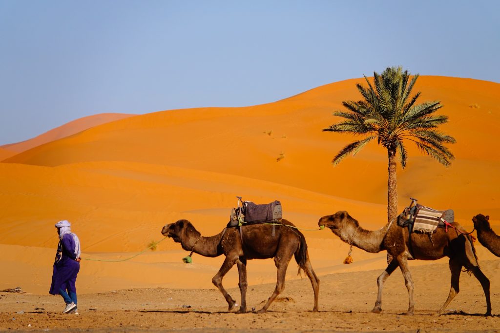 Working camels in the Sahara