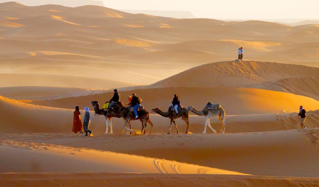 Camel caravans in the Sahara