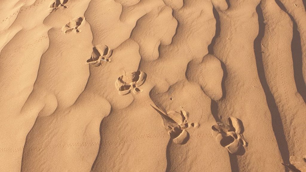 Footprints in the sand
