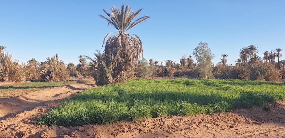 Luscious crops in Morocco's desert