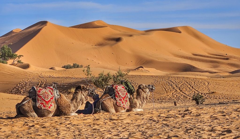 Sahara camels
