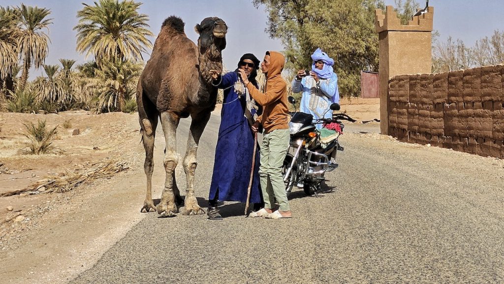 Working camel Erg Chiggaga